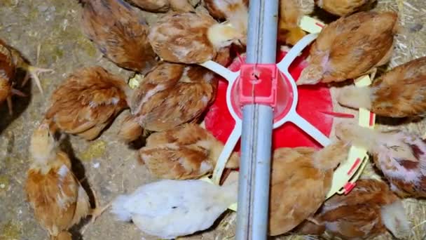 Вид Сверху Красочные Птицы Едят Полный Стартовый Корма Цыпленка Высококачественные — стоковое видео