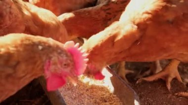 slow motion chickens pecking feed, close-up Eating Food backyard hen house. High quality 4k footage