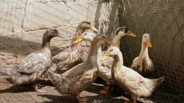 Slow Motion Close Adult Pekin Ducks Backyards Homesteads — Vídeo de Stock