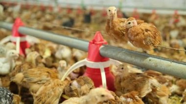 View of baby chicken in big poultry farm. Little birds eating grain from the special feeder