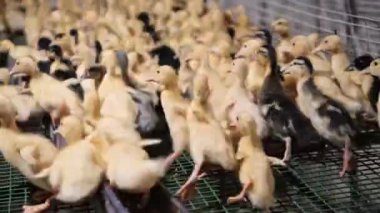 many little pekin ducklings in small farm drink water from nipple . Keeping, Growing Technology, Breeding High quality 4k footage