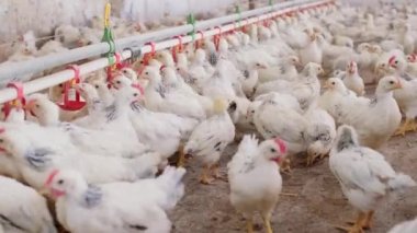 Sıcak havalarda aile çiftliğinde tavukların meme ucuyla içme suyunu kapatın. Üretim aşaması için meme uçlarını içiyorduk. Temiz ve taze su 