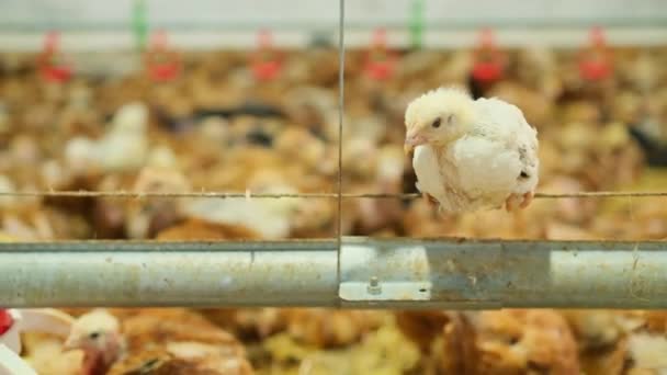 View Baby Chicken Big Poultry Farm Little Birds Eating Grain — 图库视频影像