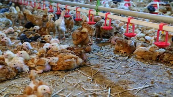 Pollos Bebiendo Agua Por Pezón Granja Estrés Caliente Altas Temperaturas — Vídeo de stock