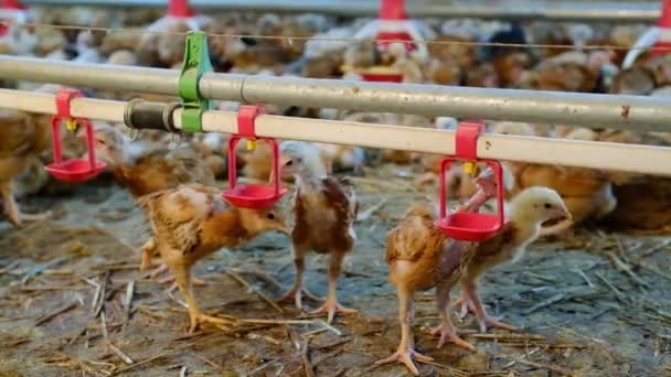 Chickens Drinking Water Nipple Farm Hot Stress High Weather Temperature — Vídeo de stock