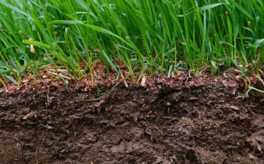 Çimlerin kesiştiği yerde yer rüzgarı çimleri gösteriyor. Yüksek kalite 4k görüntü