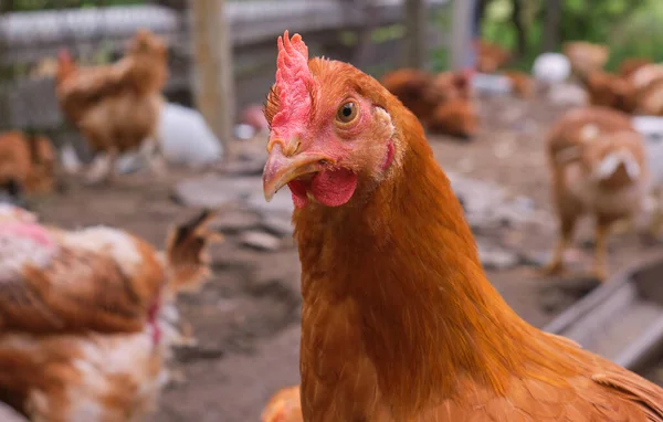 Red Rooster Close Head Portrait Poultry Yard High Quality Photo — Stock Photo, Image