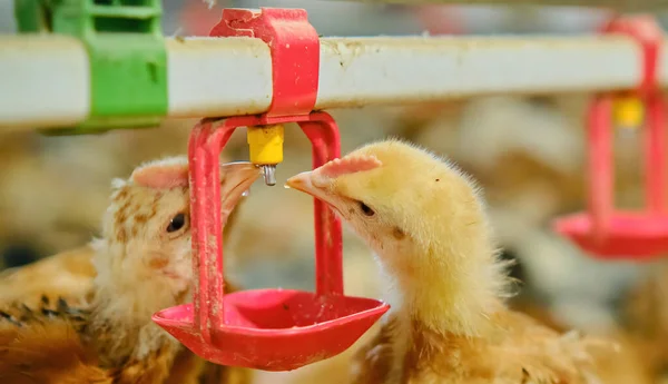 Chickens drinking water by nipple in family Farm. DRINKING NIPPLE FOR REARING OR PRODUCTION PHASE. Clean and fresh water