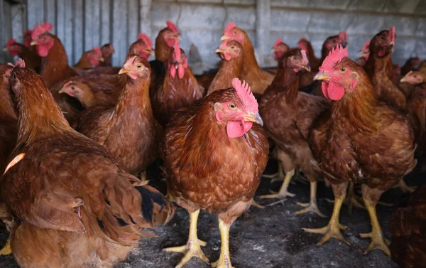 Kırmızı horoz Kümes hayvanları bahçesinde kafa portresi yakın. Yüksek kalite fotoğraf