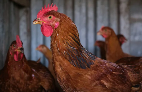 赤い鶏は養鶏場で頭の肖像画を閉じます 高品質の写真 — ストック写真