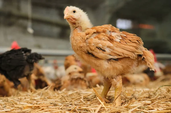 Chickens Drinking Water Nipple Farm Hot Stress High Weather Temperature — ストック写真