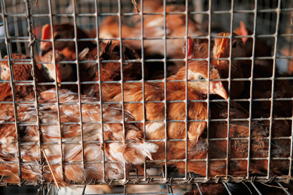 Close-up of sad chicken or hen Inside a Small Cage Transportation sell market . High quality photo