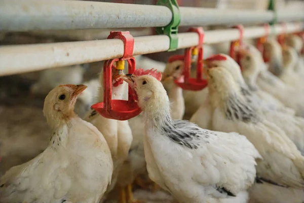 Sıcak havalarda aile çiftliğinde tavukların meme ucuyla içme suyunu kapatın. Üretim aşaması için meme uçlarını içiyorduk. Temiz ve taze su 