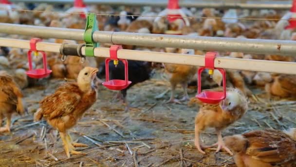 Цыплята Пьют Воду Соскам Ферме Стресс Высокой Температуре — стоковое видео