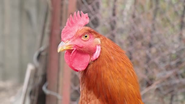 Rooster Face Closeup — Stockvideo