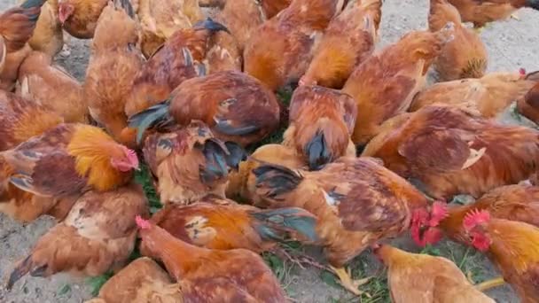 Many Domestic Chickens Hens Eating Grains Grass Weeds Yard High — 비디오