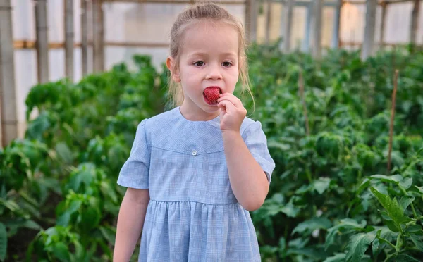 Happy Child Girl Enjoy Eats Strawberries Greenhouse Organic Healthy Agriculture — Photo