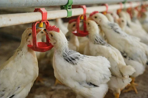 Sıcak havalarda aile çiftliğinde tavukların meme ucuyla içme suyunu kapatın. Üretim aşaması için meme uçlarını içiyorduk. Temiz ve taze su 