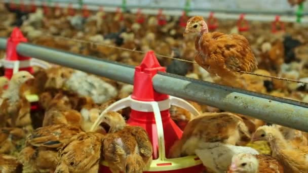 View Baby Chicken Big Poultry Farm Little Birds Eating Grain — Stok video