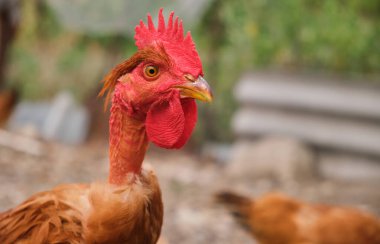 Red chicken rooster close up head portrait in The Poultry Yard. High quality photo