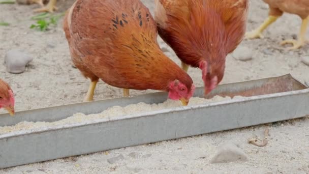 Chickens Pecking Feed Close Eating Food Backyard Hen House High — Vídeo de stock
