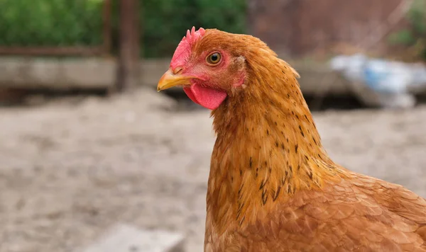 Red Chicken Rooster Close Head Portrait Poultry Yard High Quality — ストック写真