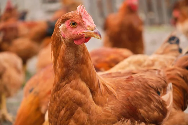 Red Chicken Rooster Close Head Portrait Poultry Yard High Quality — Stock Photo, Image