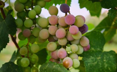 Bunch of unripe wine grapes and vine leaves on blurred background . High quality photo