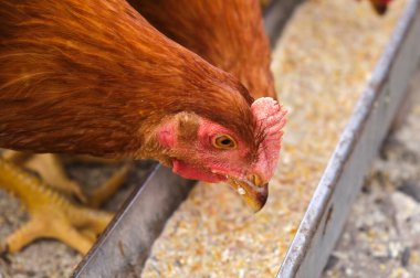  chickens pecking feed, close-up Eating Food backyard hen house. High quality 4k footage