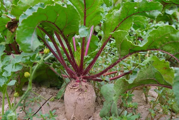 Fresh green leaves of beetroot in the garden. Beets in the garden. beet root crop in the ground on the garden