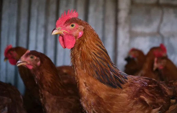 Red Rooster Close Head Portrait Poultry Yard High Quality Photo — Stock Photo, Image