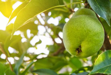 Armut ağacında taze olgun armutlar