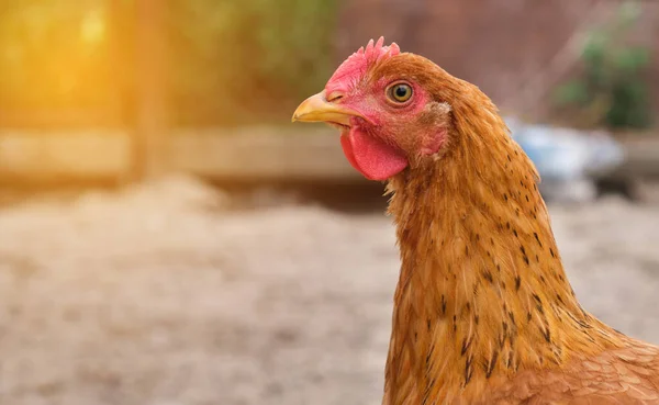 Red Chicken Rooster Close Head Portrait Poultry Yard High Quality — Foto de Stock