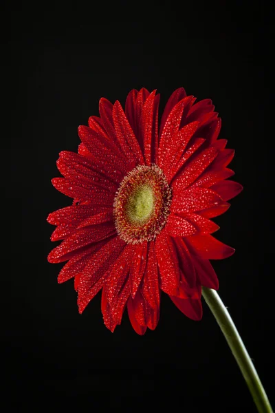 Rote Blume mit Tropfen Stockfoto