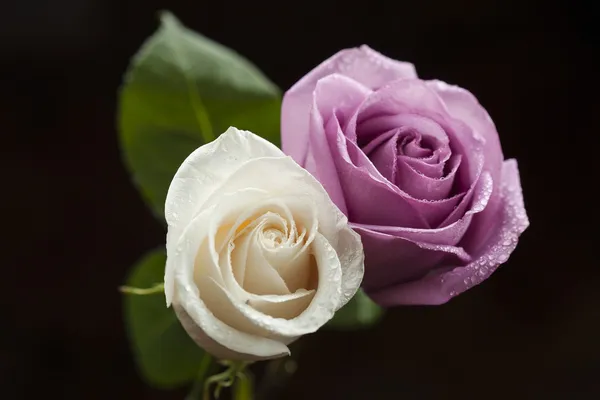 Weiße und violette Rosen lizenzfreie Stockfotos