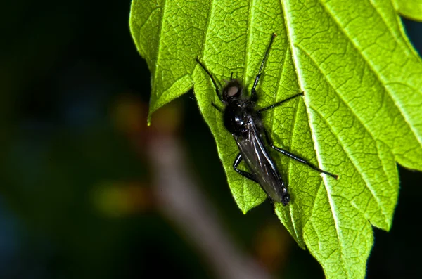 Kara sinek — Stok fotoğraf