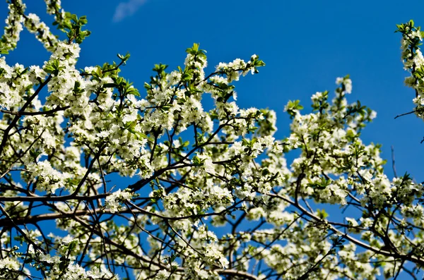 Blooming tree — Stock Photo, Image
