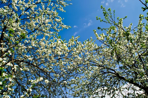 Blooming tree — Stock Photo, Image