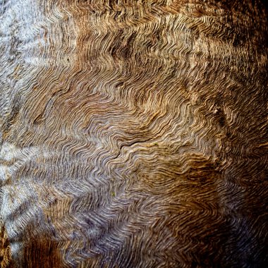 sakız ağacı istilası