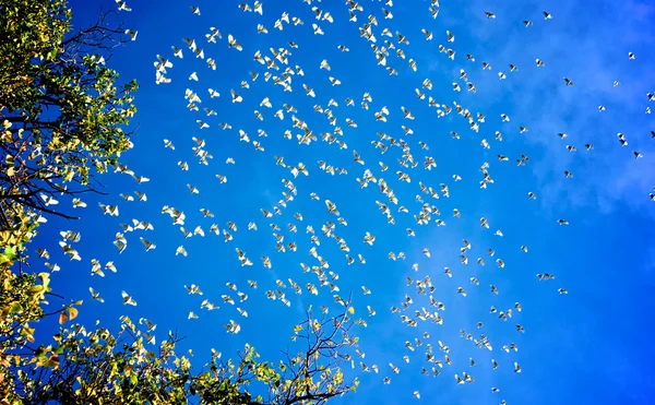 Flock of cockatoos — Stock Photo, Image