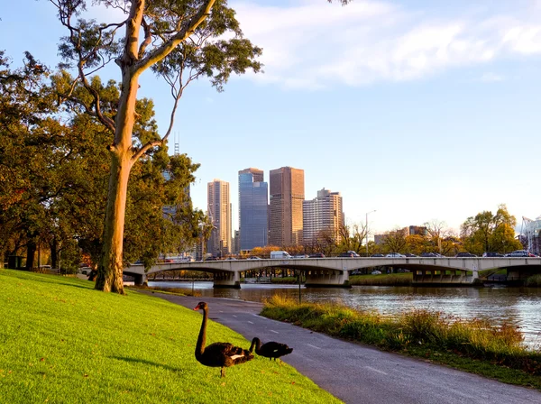 Swans beside the yarra — Stock Photo, Image