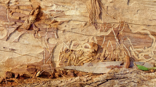nice abstract patterns left by termites