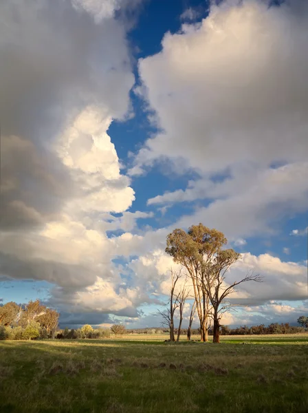 Lebende und tote Bäume und Wolken — Stockfoto