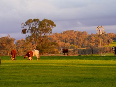 inek ve Rüzgar gülü