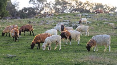 iyi bir saç kesimi için hazır