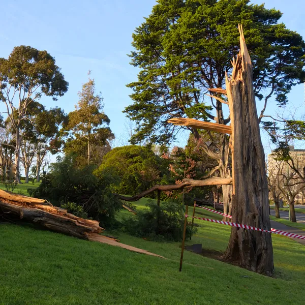 Arbre cassé en deux — Photo