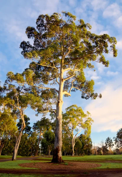 Tuggummi träd och blå himmel i melbourne — Stockfoto