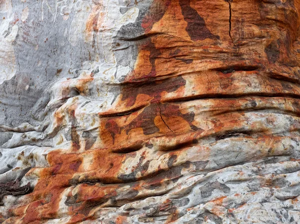 Aboyer sur le mauvais arbre — Photo