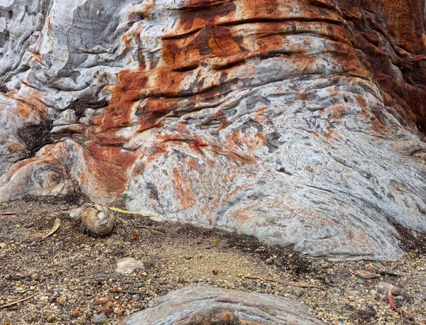 Wrinkly root — Stock Photo, Image