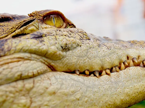 Croc o smile — Fotografie, imagine de stoc